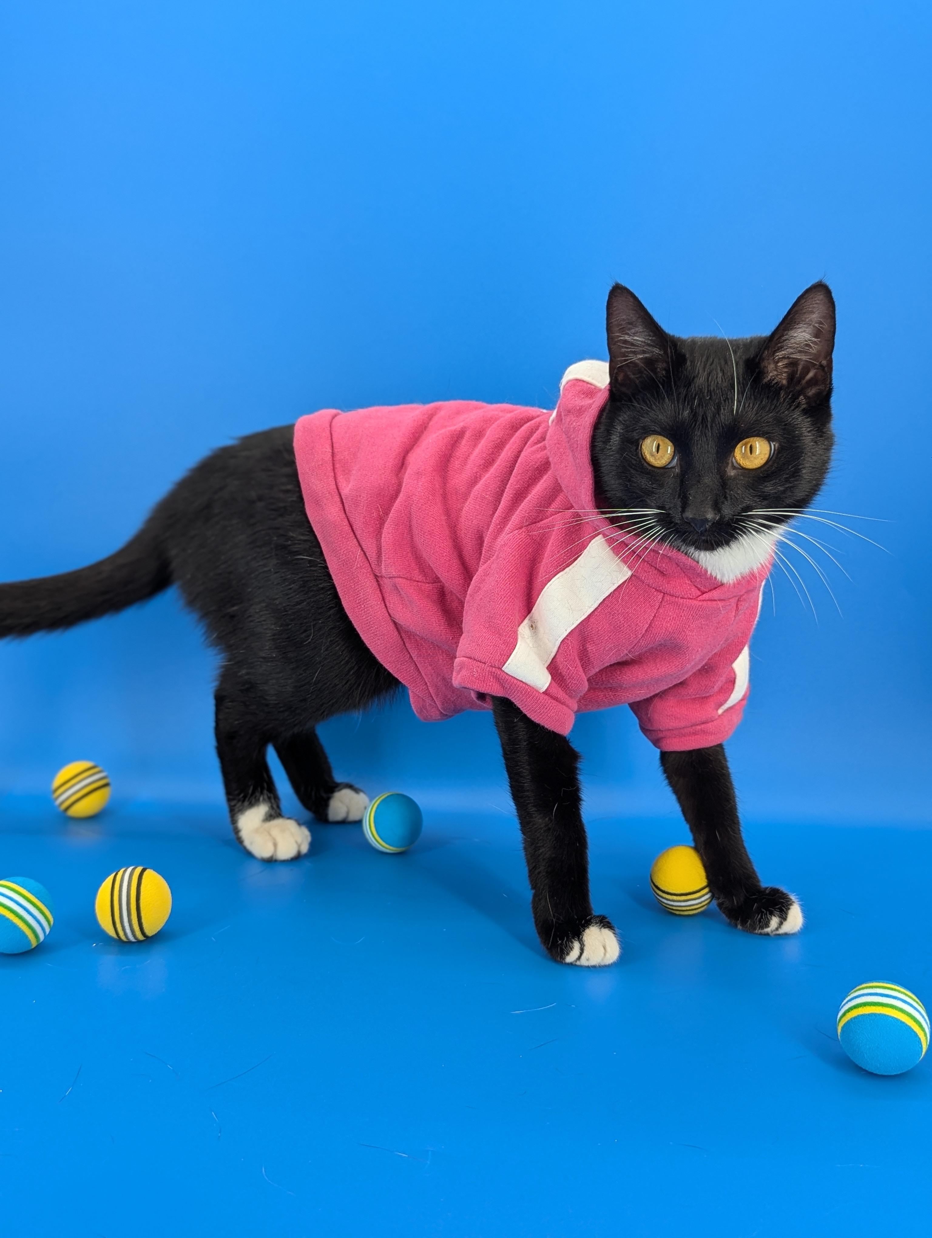 Enlarge Chip (Full-time sidekick), a ADOPTABLE Tuxedo in Decatur, GA image 4/6