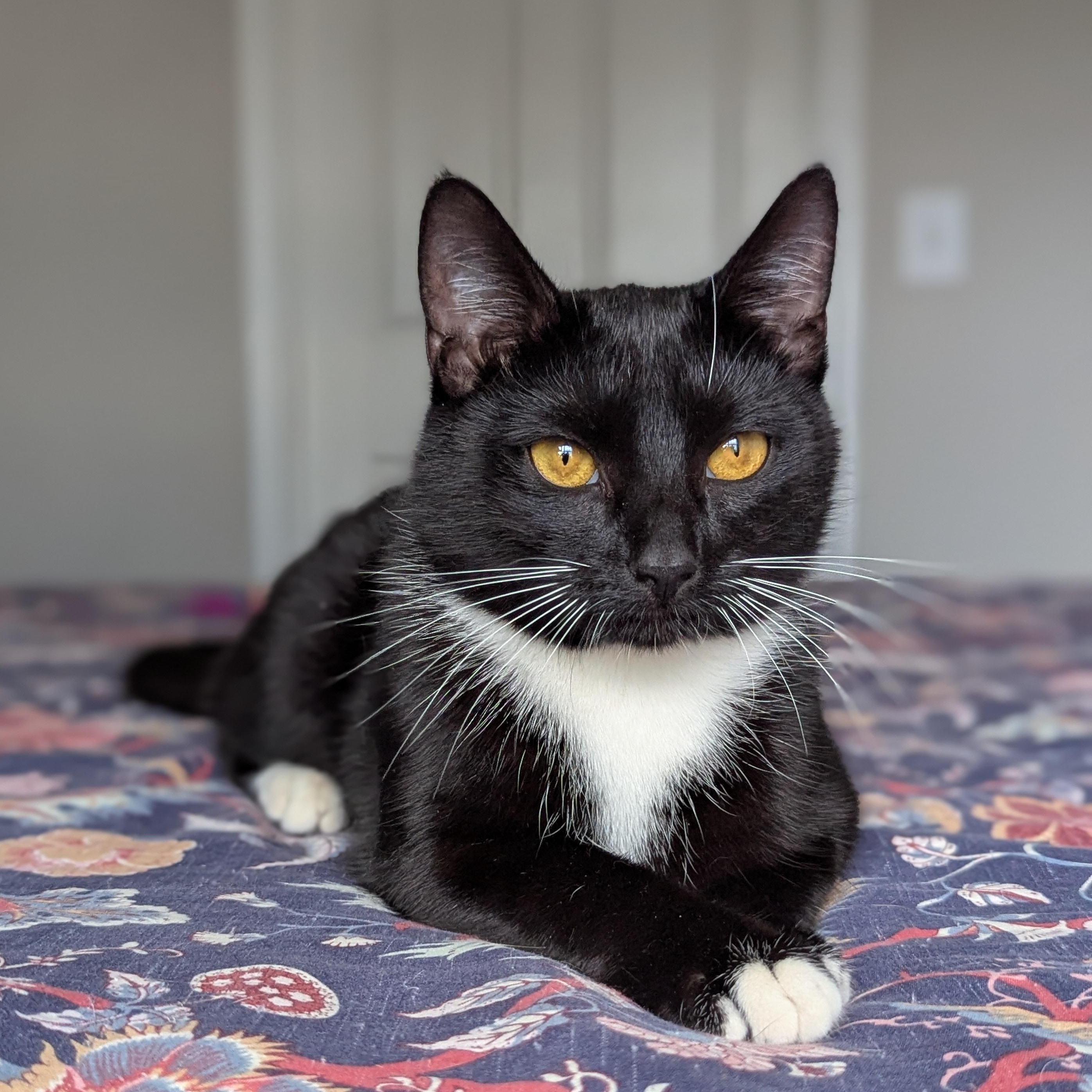 Chip (Full-time sidekick), a ADOPTABLE Tuxedo in Decatur, GA image 2/6