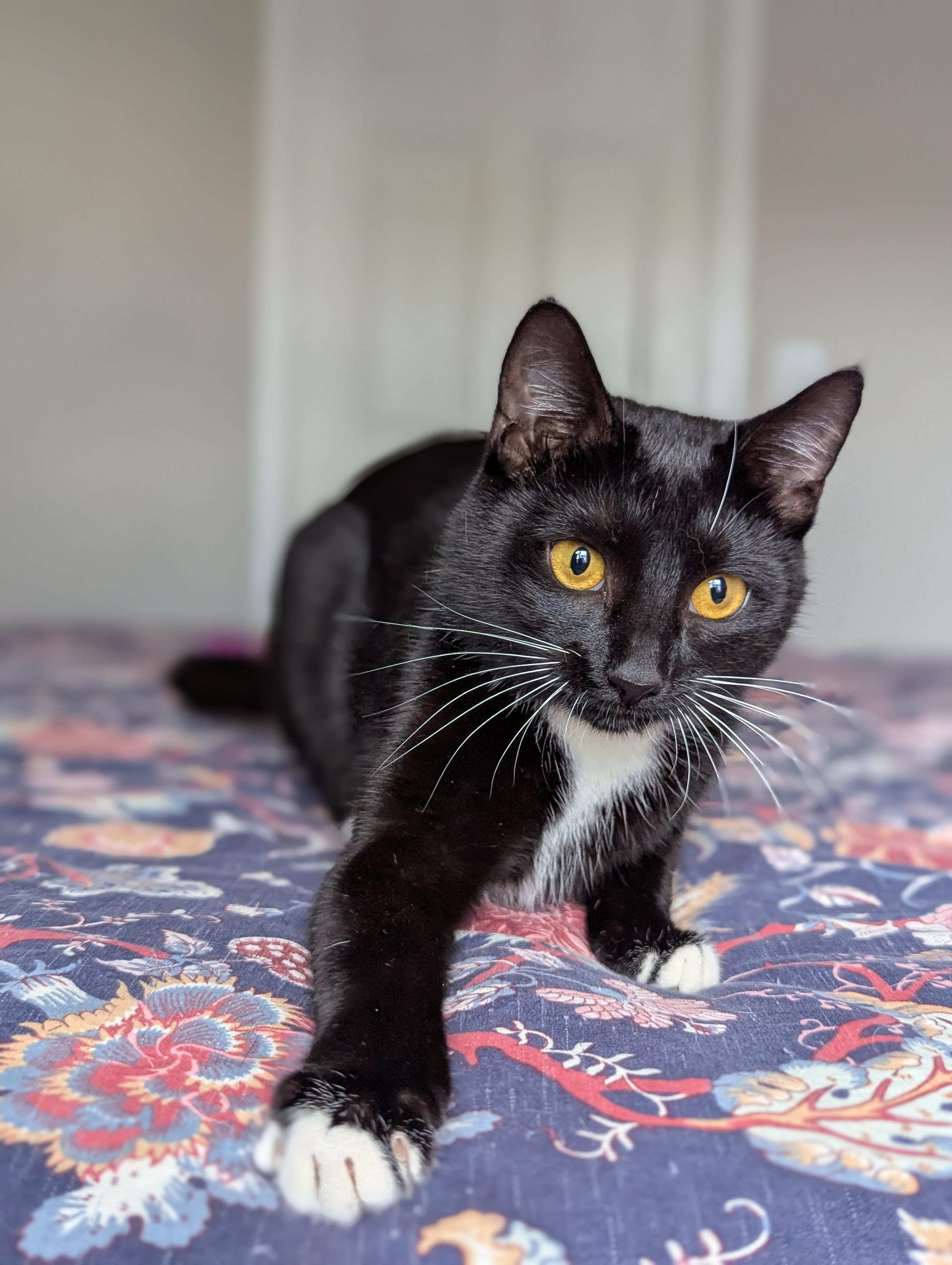 Enlarge Chip (Full-time sidekick), a ADOPTABLE Tuxedo in Decatur, GA image 5/6