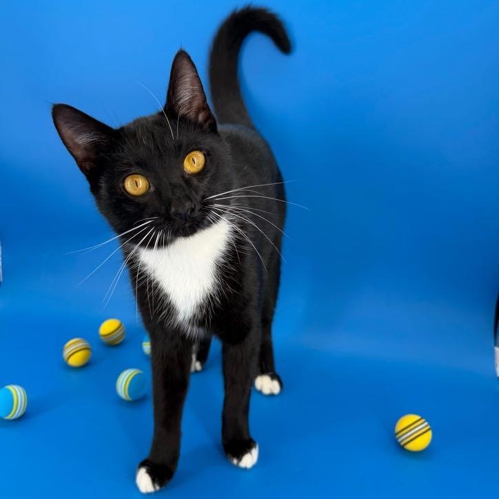 Enlarge Chip (Full-time sidekick), a ADOPTABLE Tuxedo in Decatur, GA image 1/6