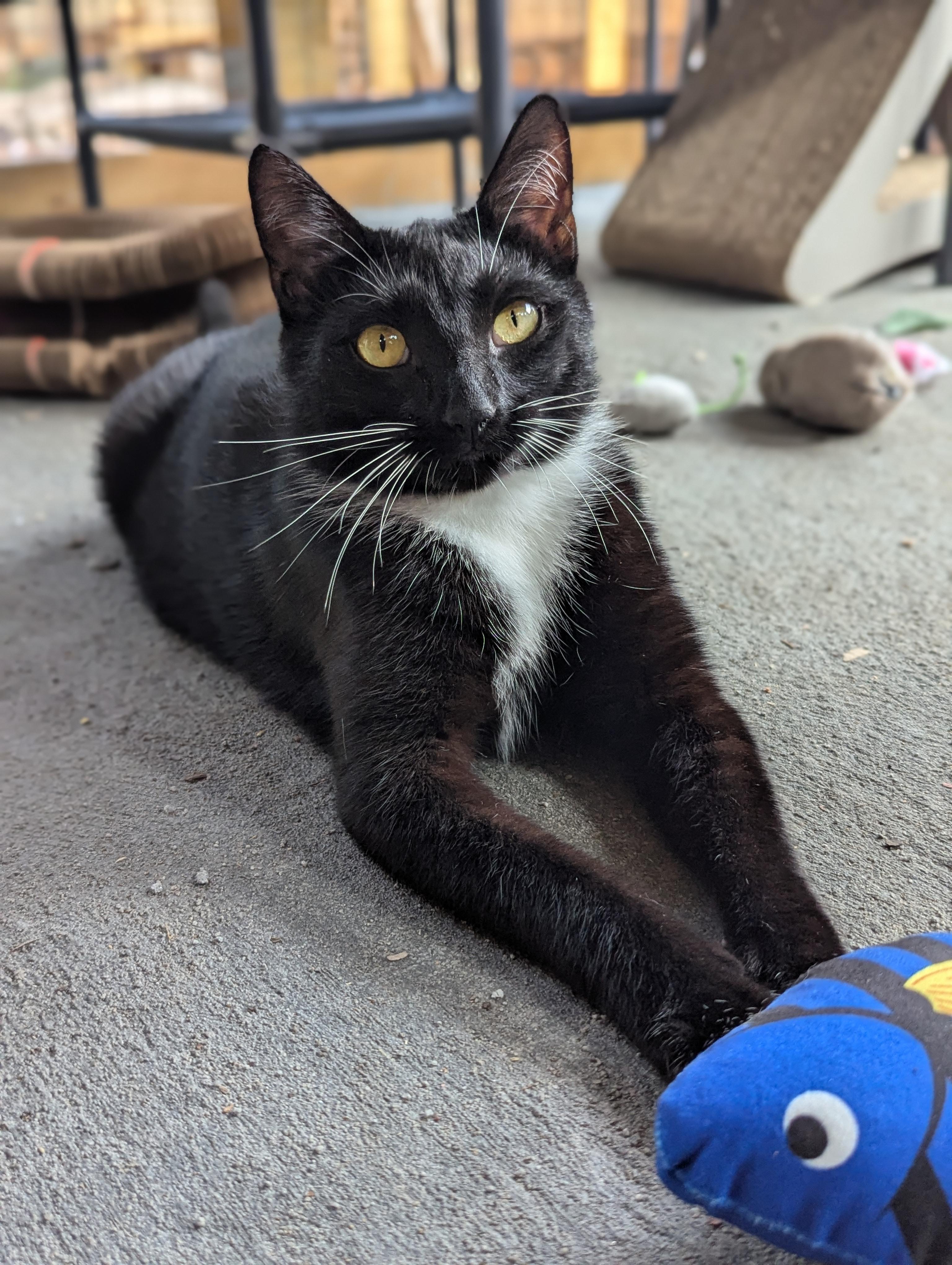 Chip (Full-time sidekick), a ADOPTABLE Tuxedo in Decatur, GA image 5/6
