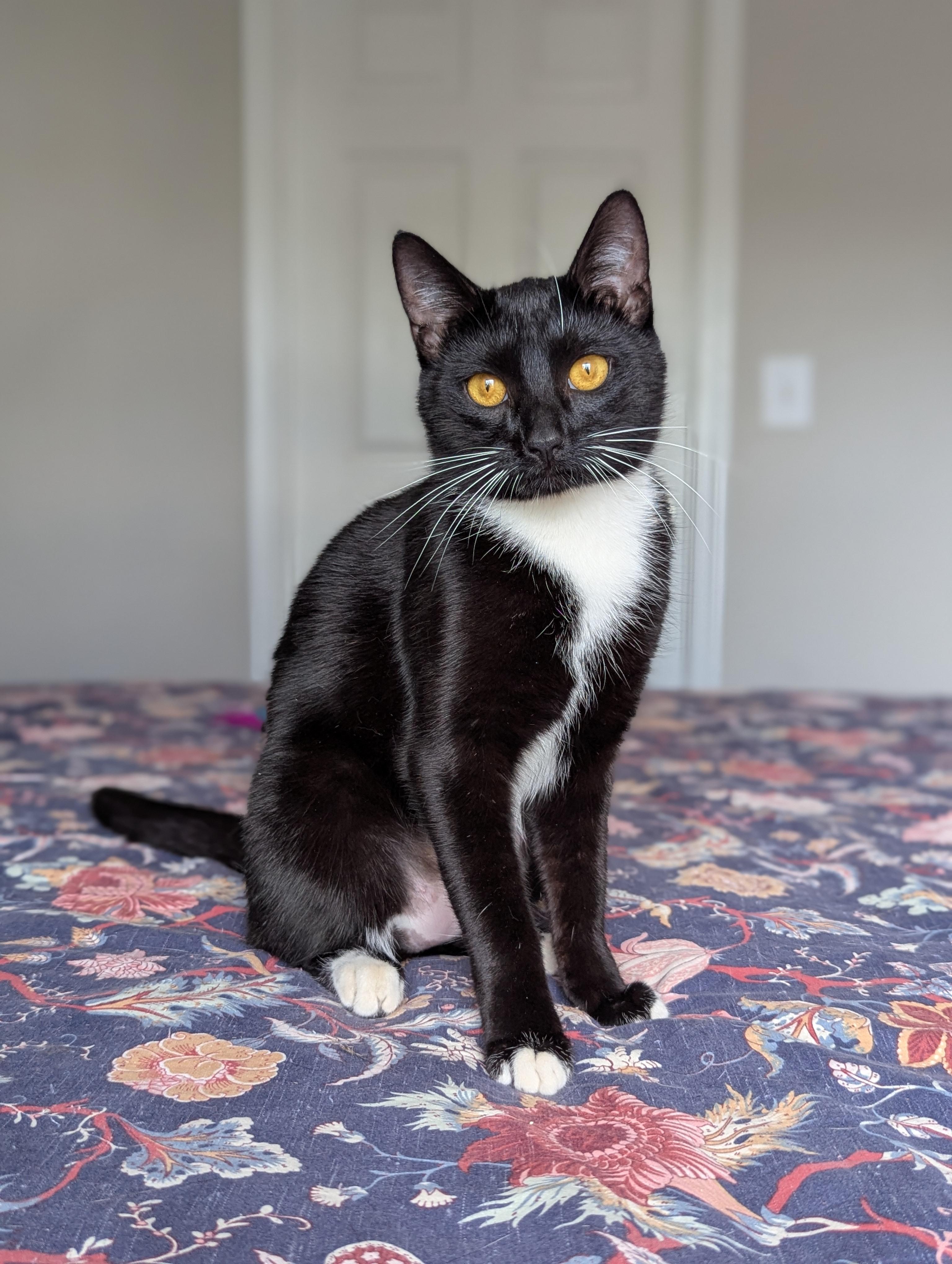Enlarge Chip (Full-time sidekick), a ADOPTABLE Tuxedo in Decatur, GA image 3/6