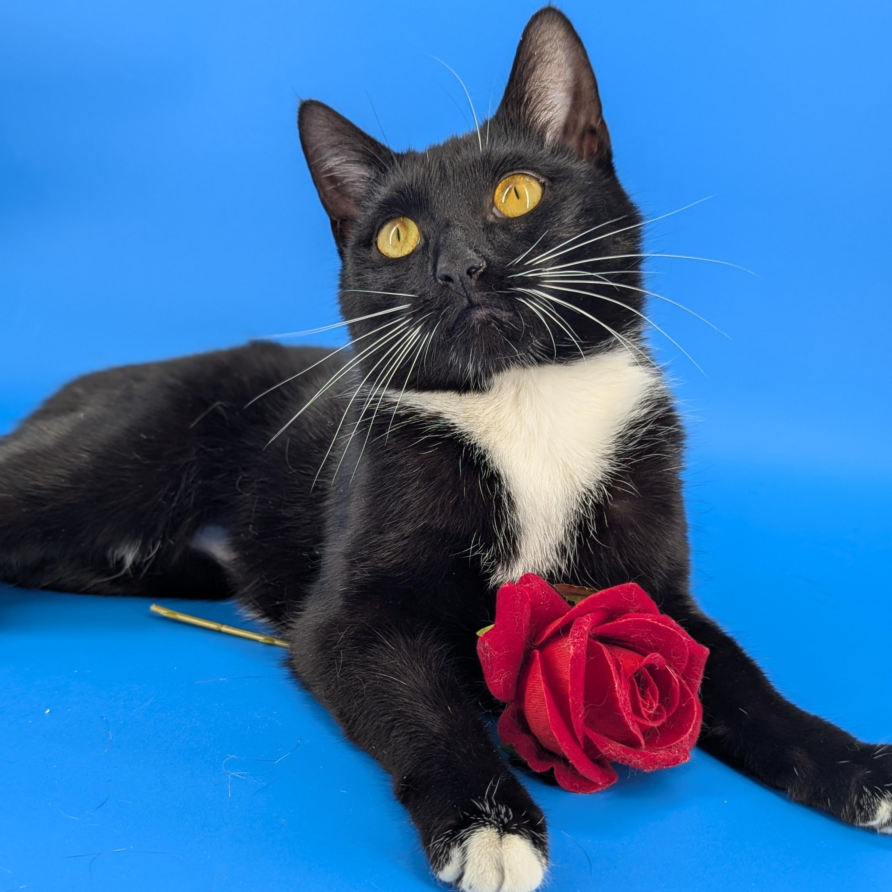 Enlarge Chip (Full-time sidekick), a ADOPTABLE Tuxedo in Decatur, GA image 2/6