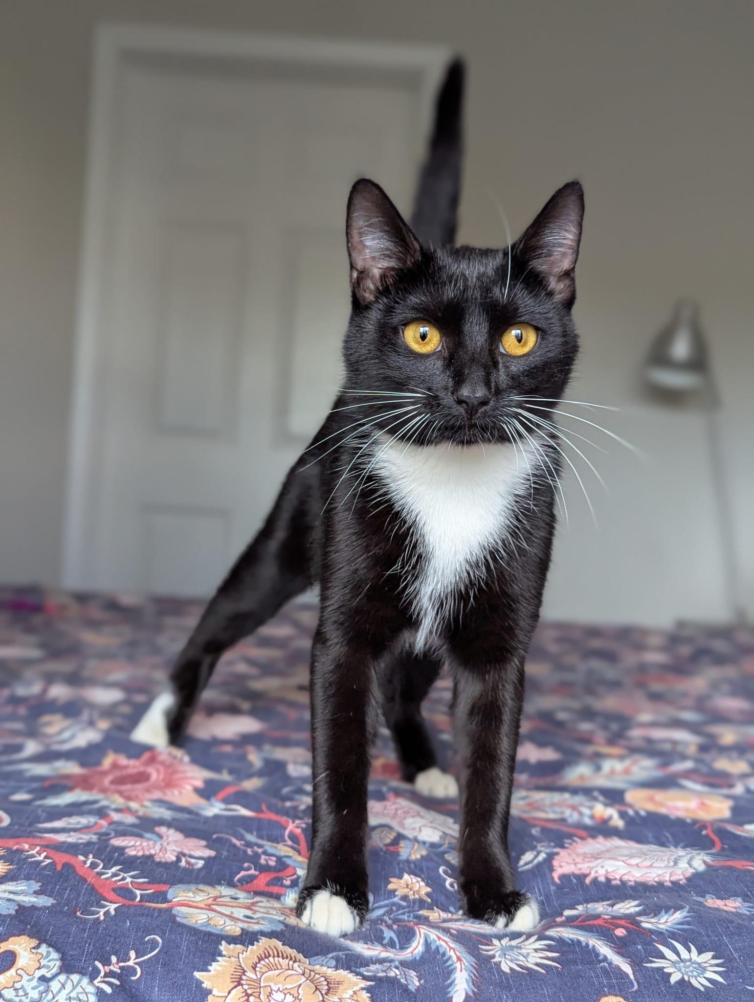 Chip (Full-time sidekick), ADOPTABLE, Kitten Female Tuxedo.