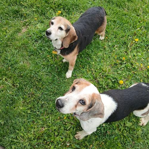 DAISY & WIGGLES 3
