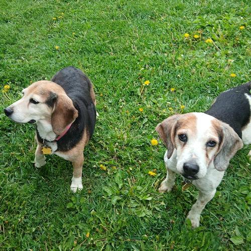 DAISY & WIGGLES 4