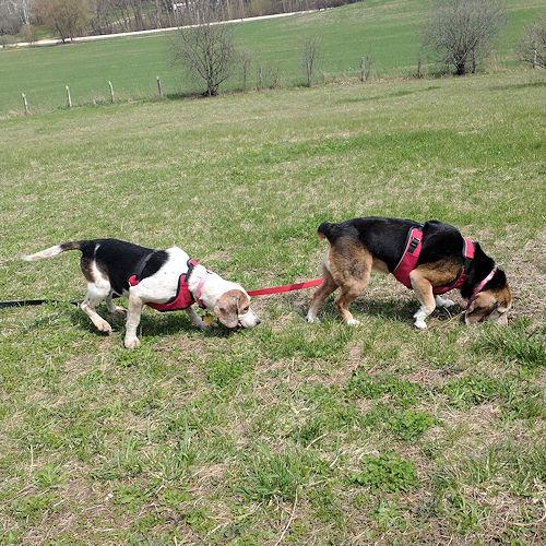 DAISY & WIGGLES 5