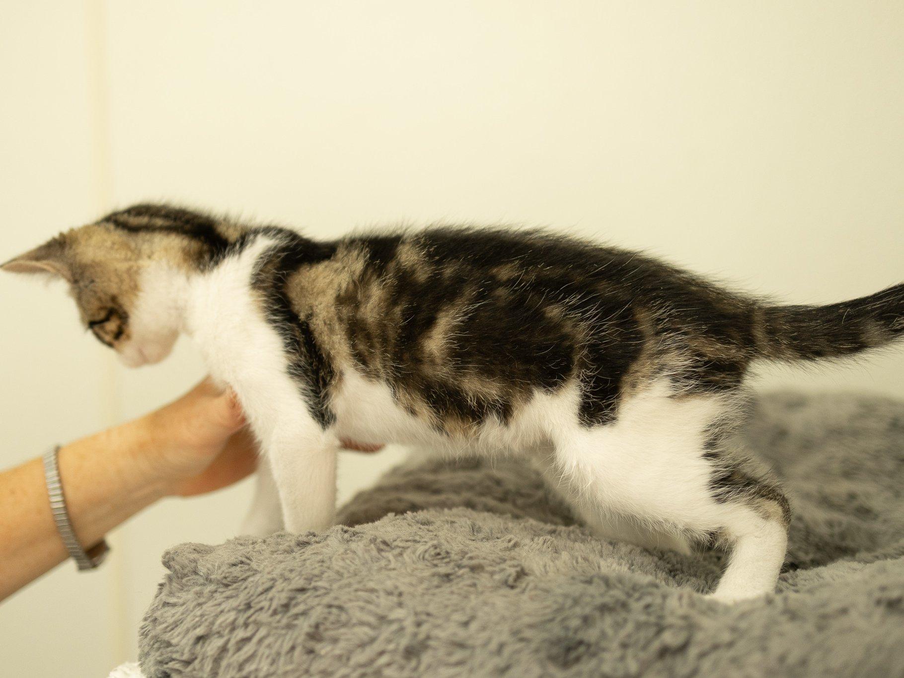 Alpha, a Adoptable mixed breed in Monroe, WA image 5/6