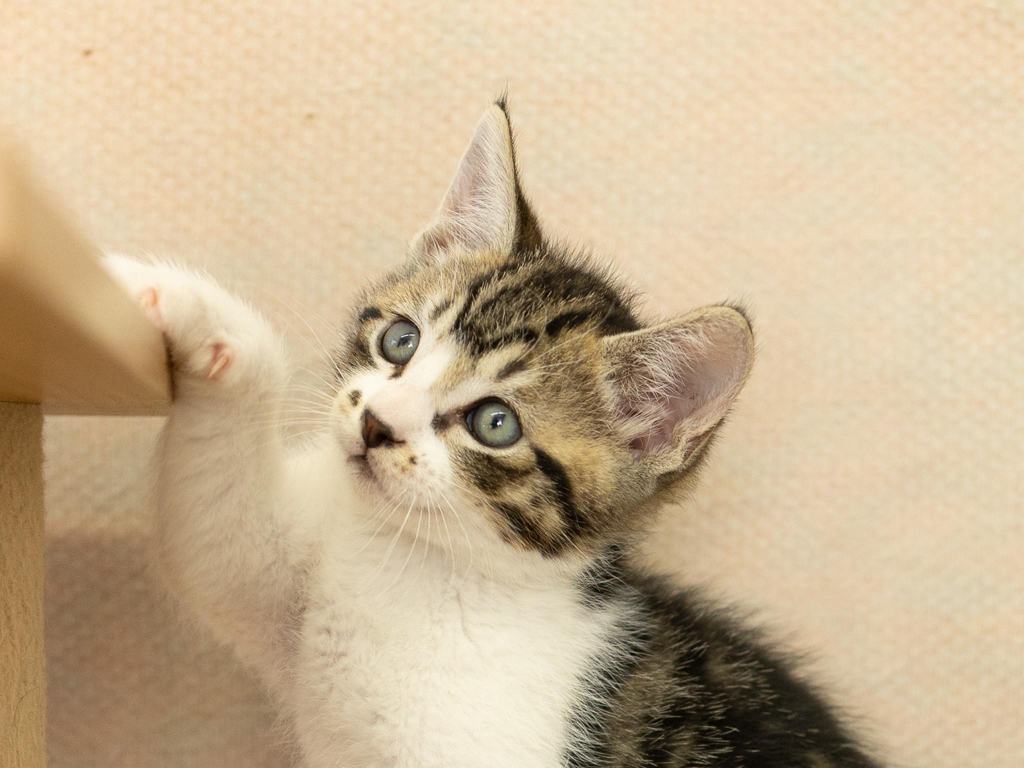 Alpha, Adoptable, Kitten Male Tabby & Domestic Short Hair.
