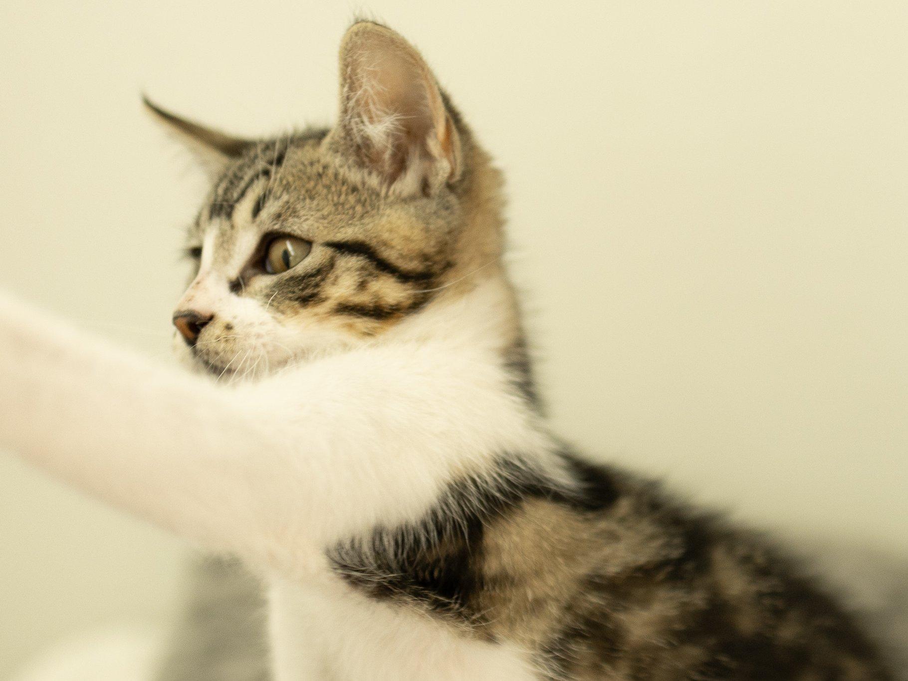 Alpha, a Adoptable mixed breed in Monroe, WA image 3/6