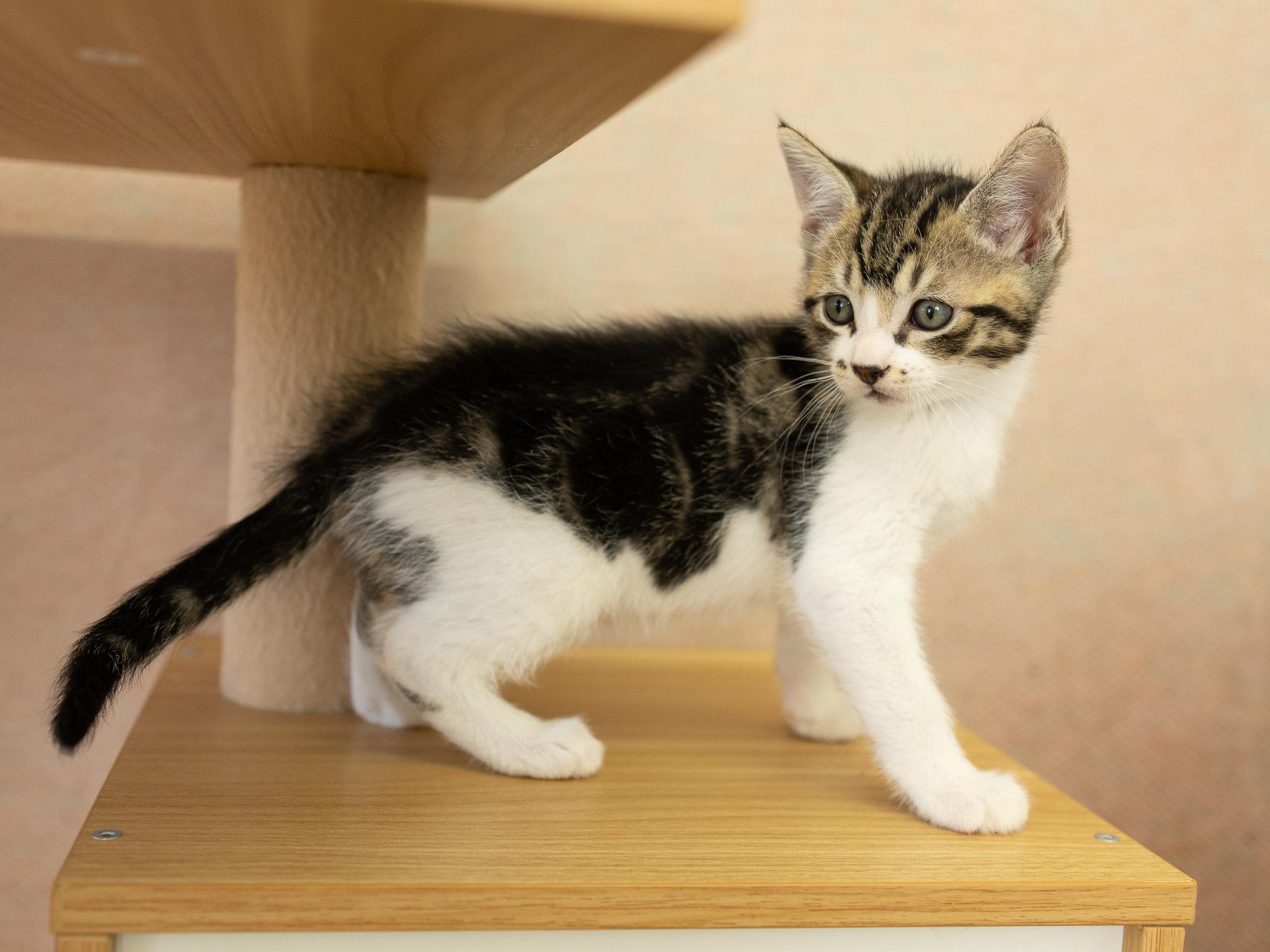 Alpha, a Adoptable mixed breed in Monroe, WA image 3/5