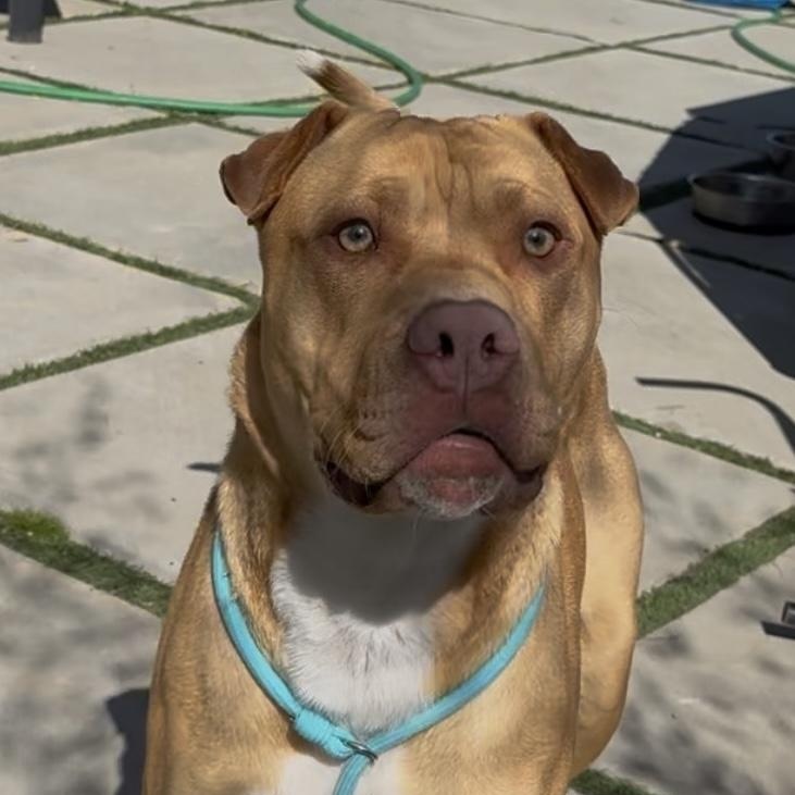 Enlarge HARLEY, a Adoptable mixed breed in Claremont , CA image 1/2