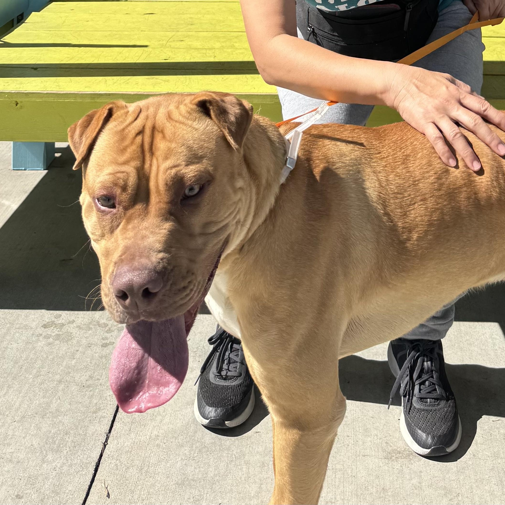 Enlarge HARLEY, a Adoptable mixed breed in Claremont , CA image 2/2