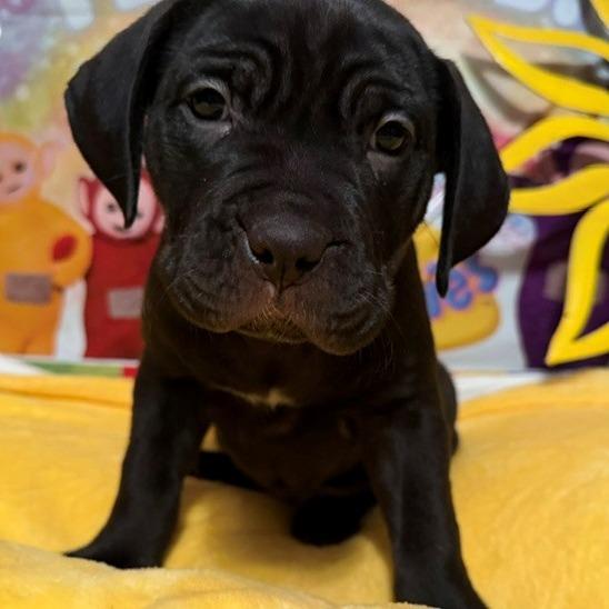 LaeLae, Adoptable, Puppy Female Rottweiler & Pit Bull Terrier.
