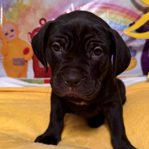 Enlarge LaeLae, a Adoptable mixed breed in Normal, IL image 2/3