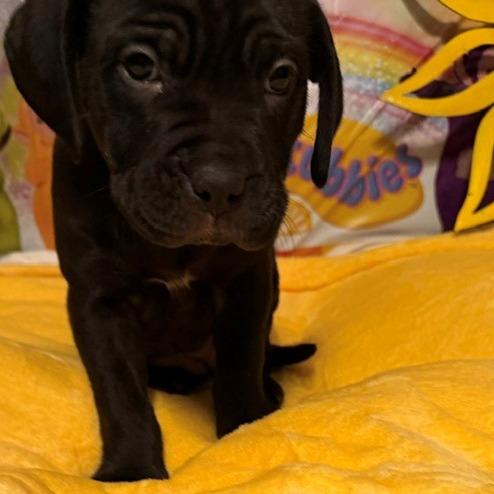 Enlarge LaeLae, a Adoptable mixed breed in Normal, IL image 3/3