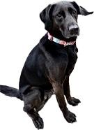Mia, an adoptable Black Labrador Retriever, Saluki in Queenstown, MD, 21658 | Photo Image 3