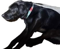 Mia, an adoptable Black Labrador Retriever, Saluki in Queenstown, MD, 21658 | Photo Image 2
