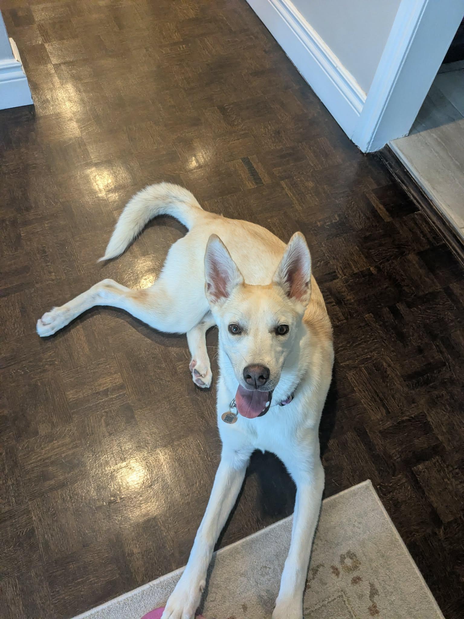 Enlarge Mila, a ADOPTABLE mixed breed in Pointe-Claire, QC image 2/6