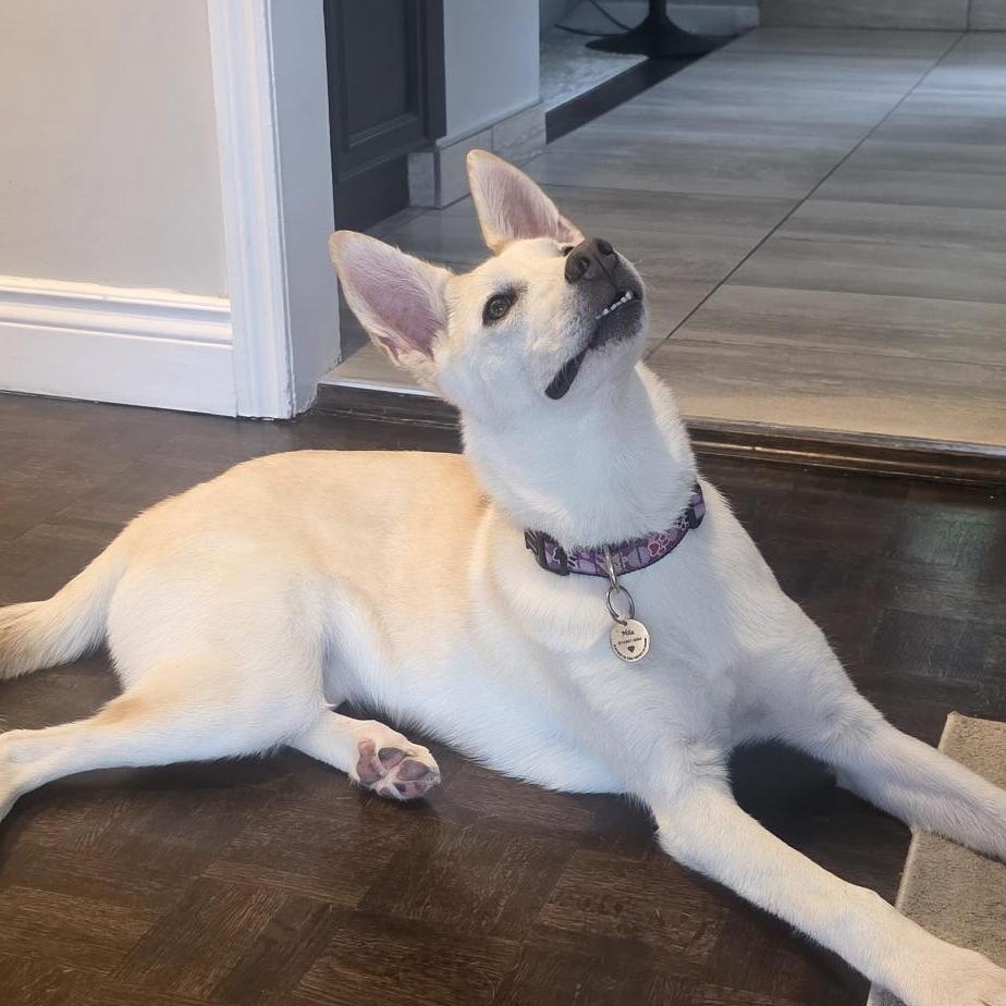 Enlarge Mila, a ADOPTABLE mixed breed in Pointe-Claire, QC image 3/6