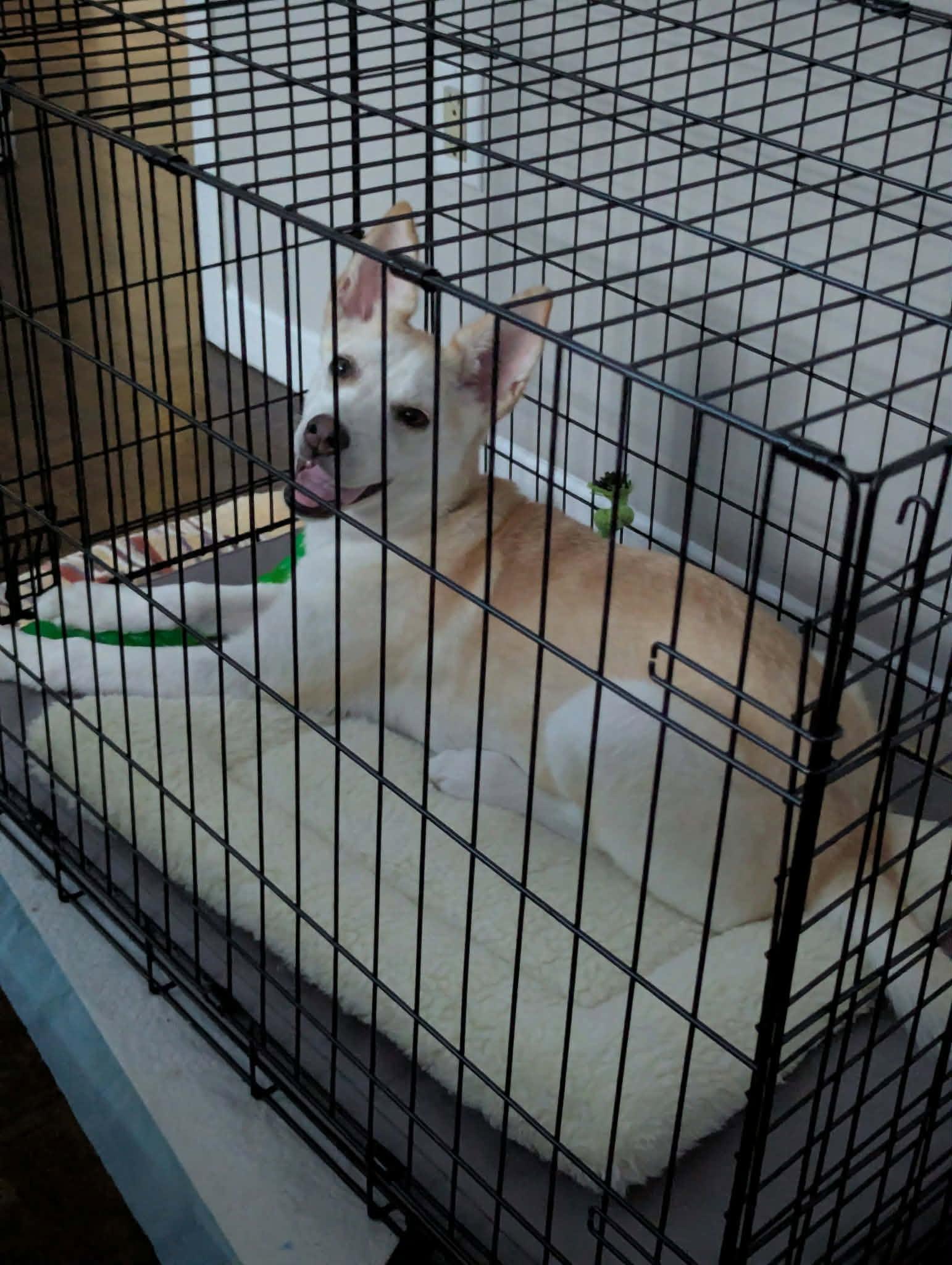 Enlarge Mila, a ADOPTABLE mixed breed in Pointe-Claire, QC image 6/6