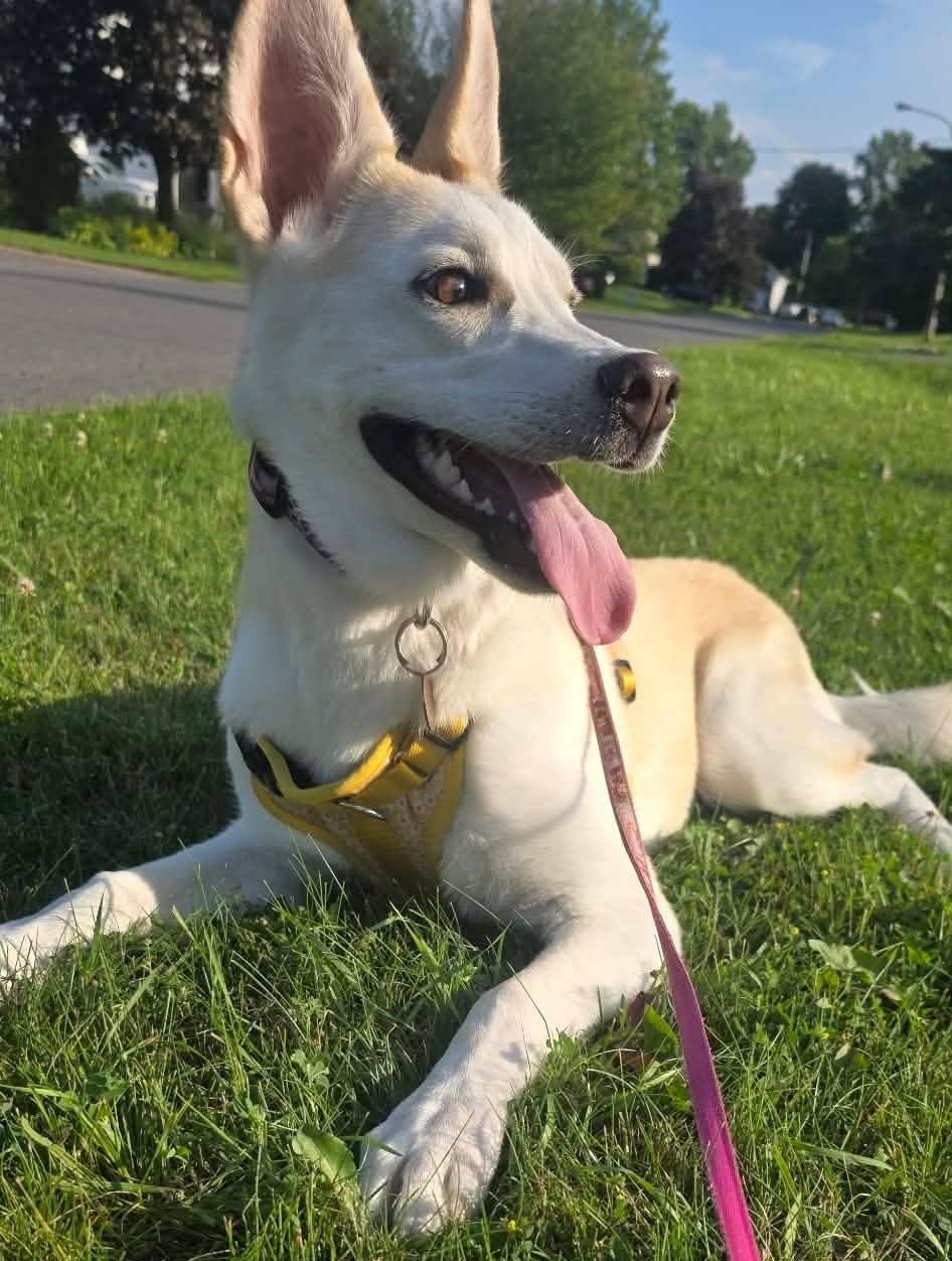 Mila, ADOPTABLE, Puppy Female Husky & Labrador Retriever.