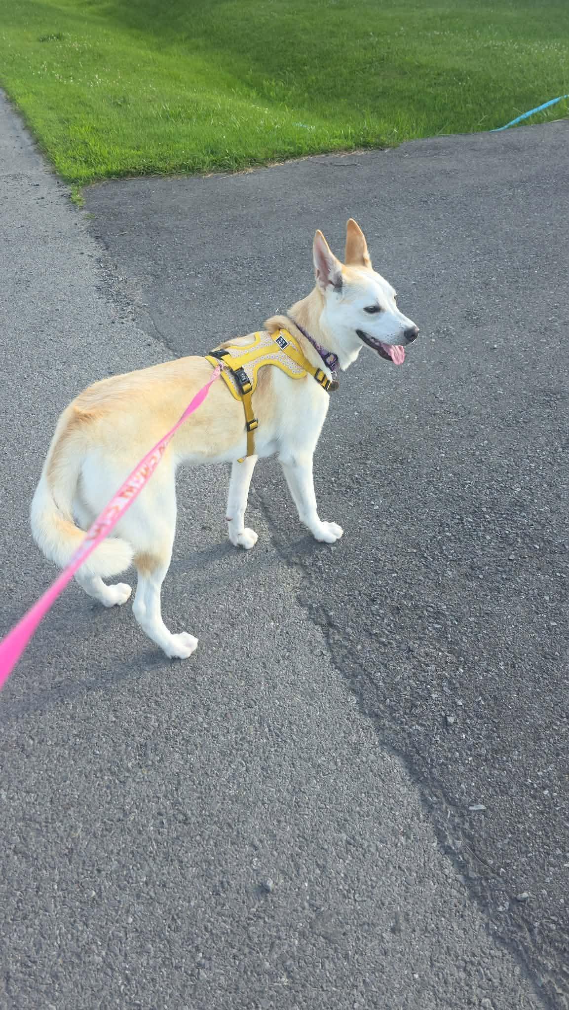 Enlarge Mila, a ADOPTABLE mixed breed in Pointe-Claire, QC image 4/6