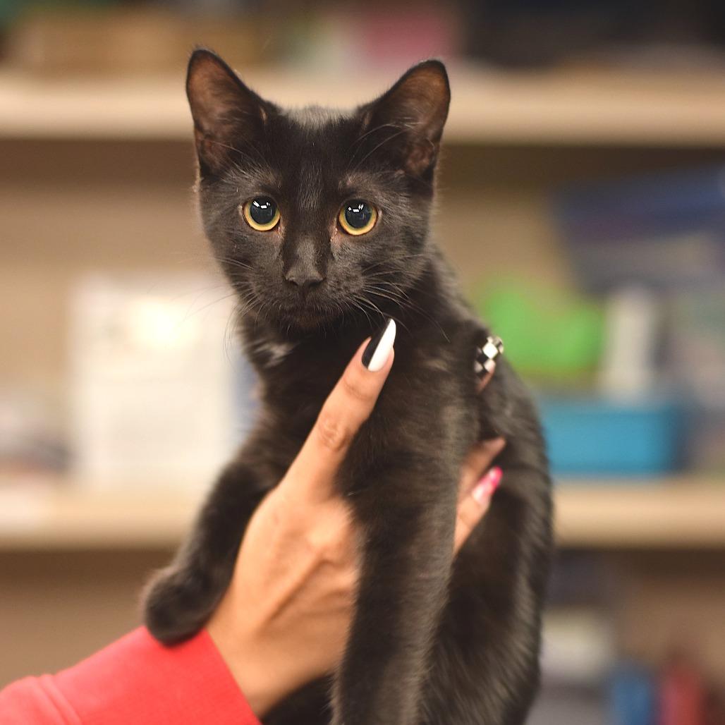 Enlarge Dopey, a Adoptable Domestic Short Hair in Belleville, IL image 1/1