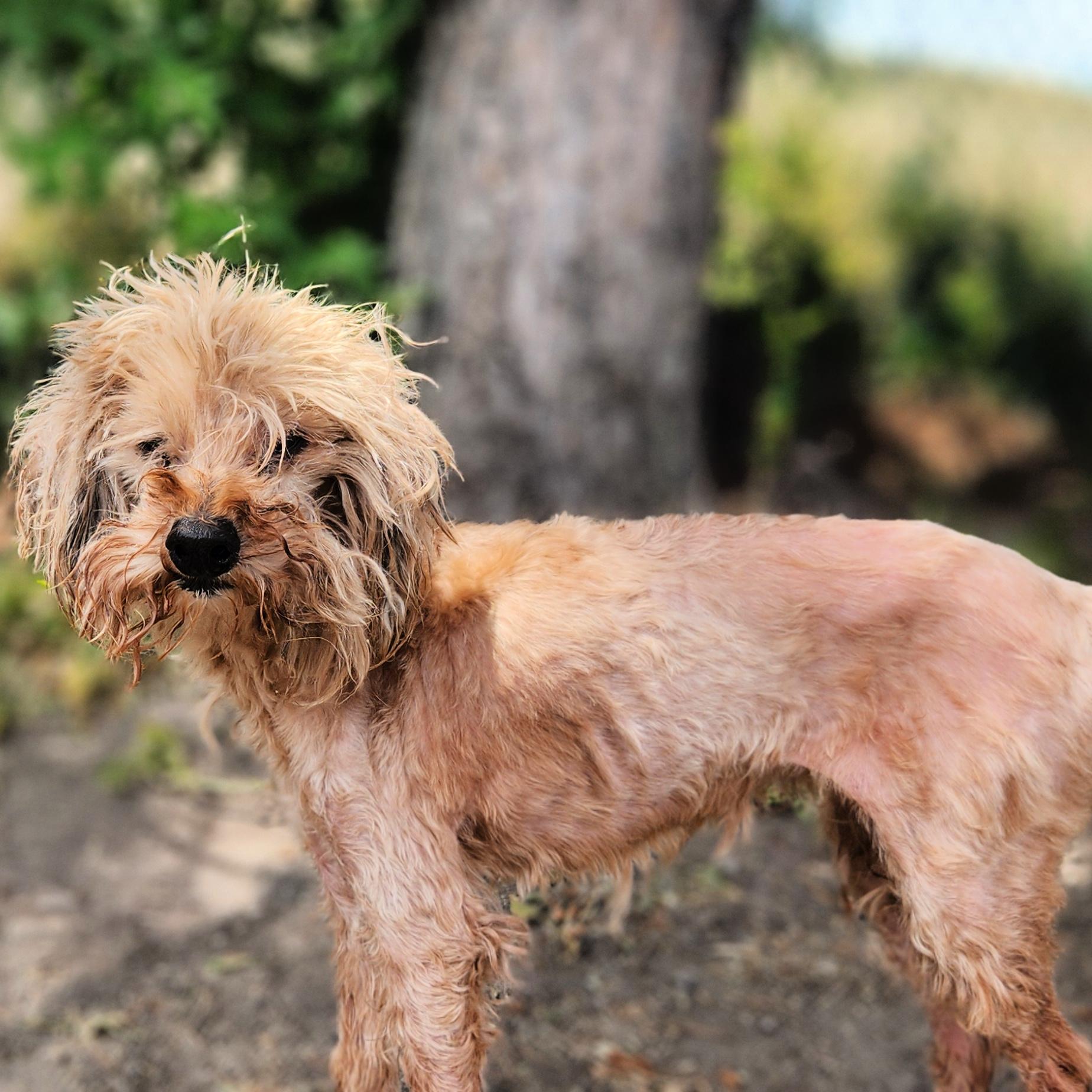 Patience, ADOPTABLE, Senior Female Miniature Poodle.