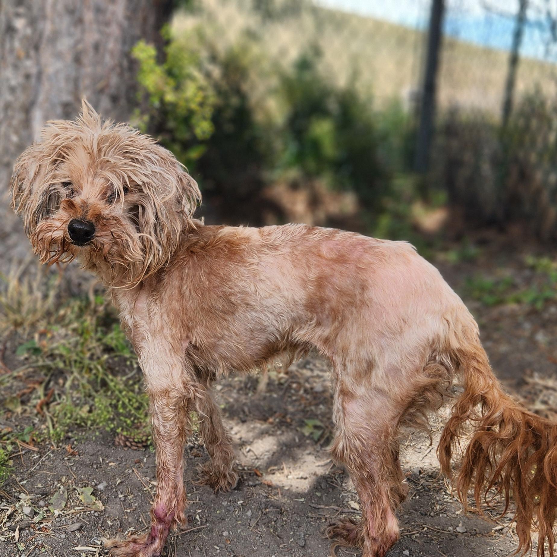 Patience, a ADOPTABLE mixed breed in Lindon, UT image 2/5