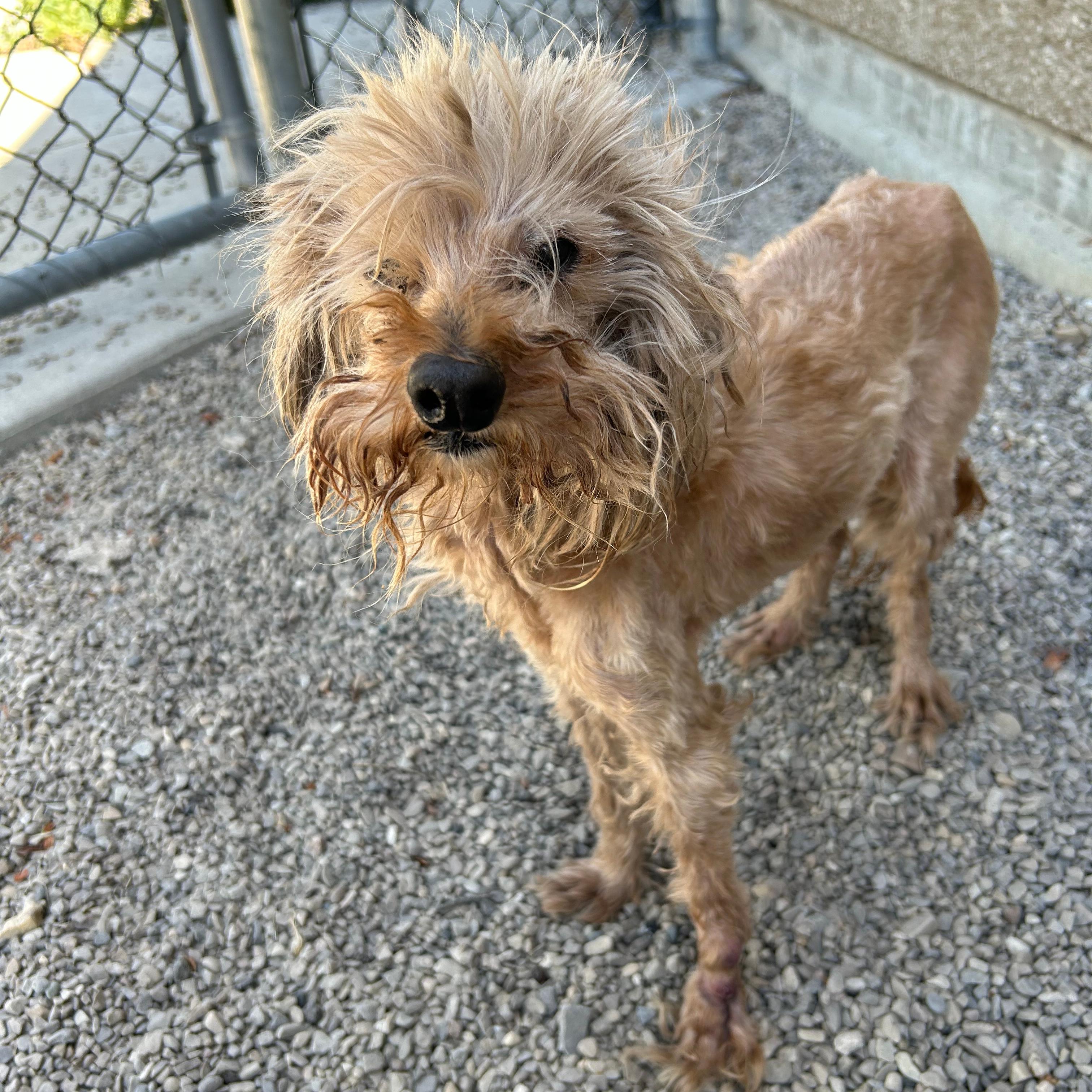 Patience, a ADOPTABLE mixed breed in Lindon, UT image 4/5