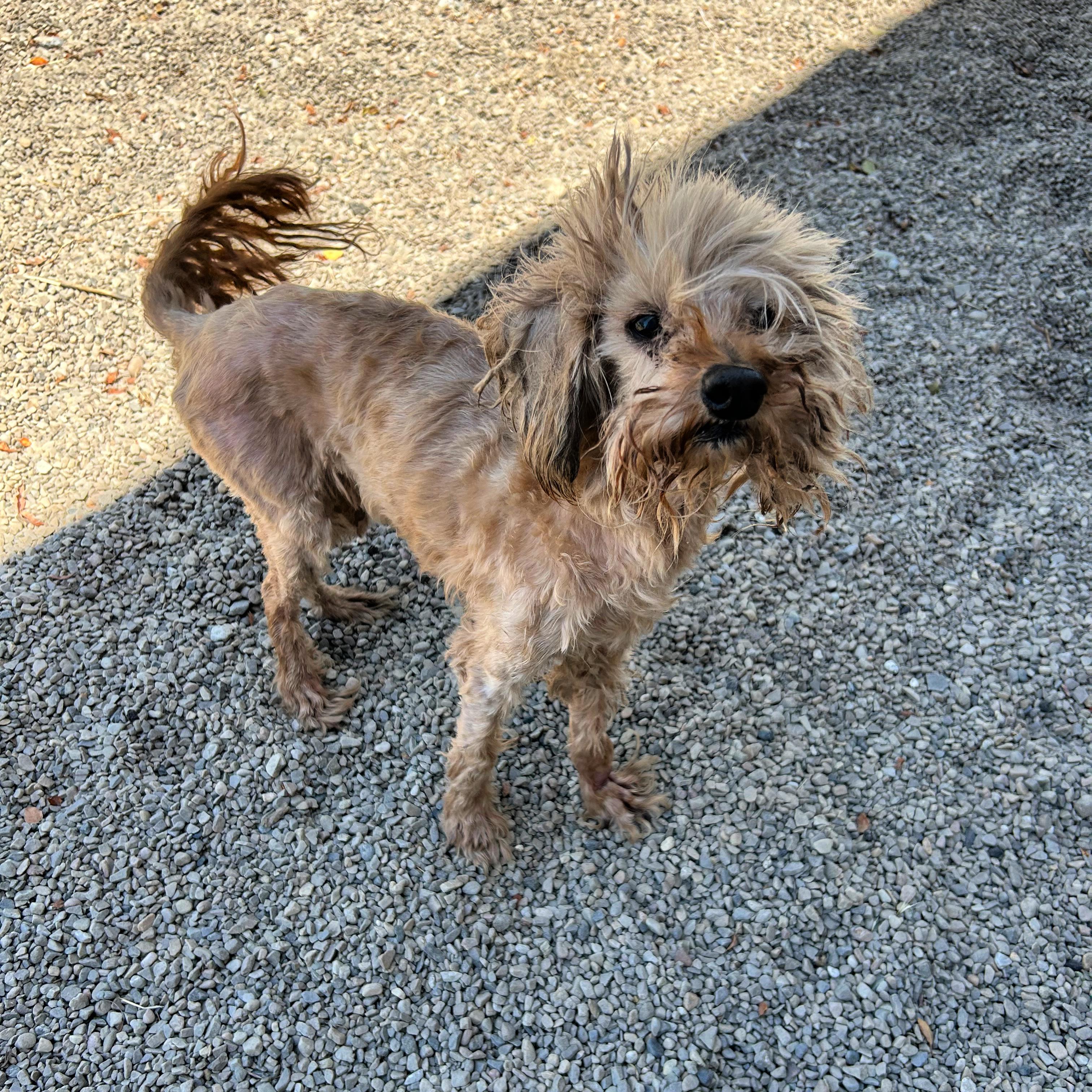 Patience, a ADOPTABLE mixed breed in Lindon, UT image 5/5