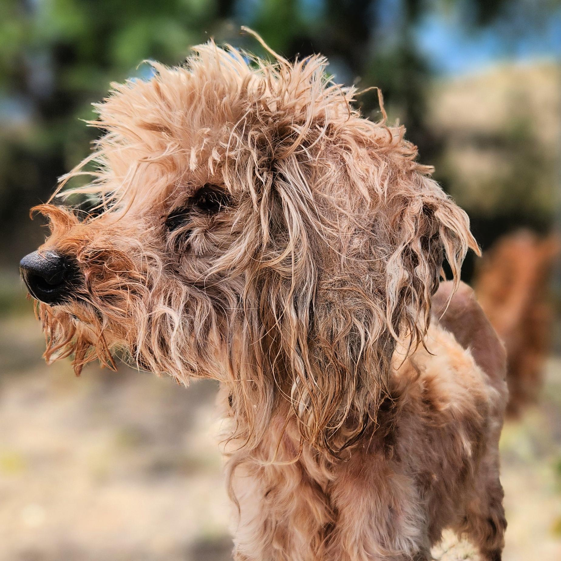 Patience, a ADOPTABLE mixed breed in Lindon, UT image 3/5