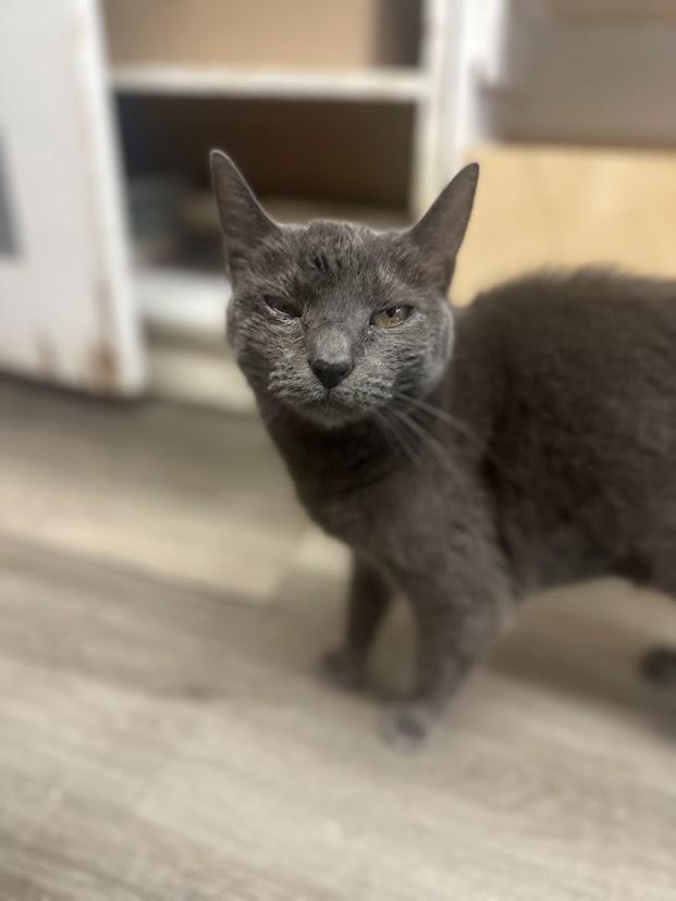 Enlarge Minnow, a ADOPTABLE mixed breed in Cape May, NJ image 2/2