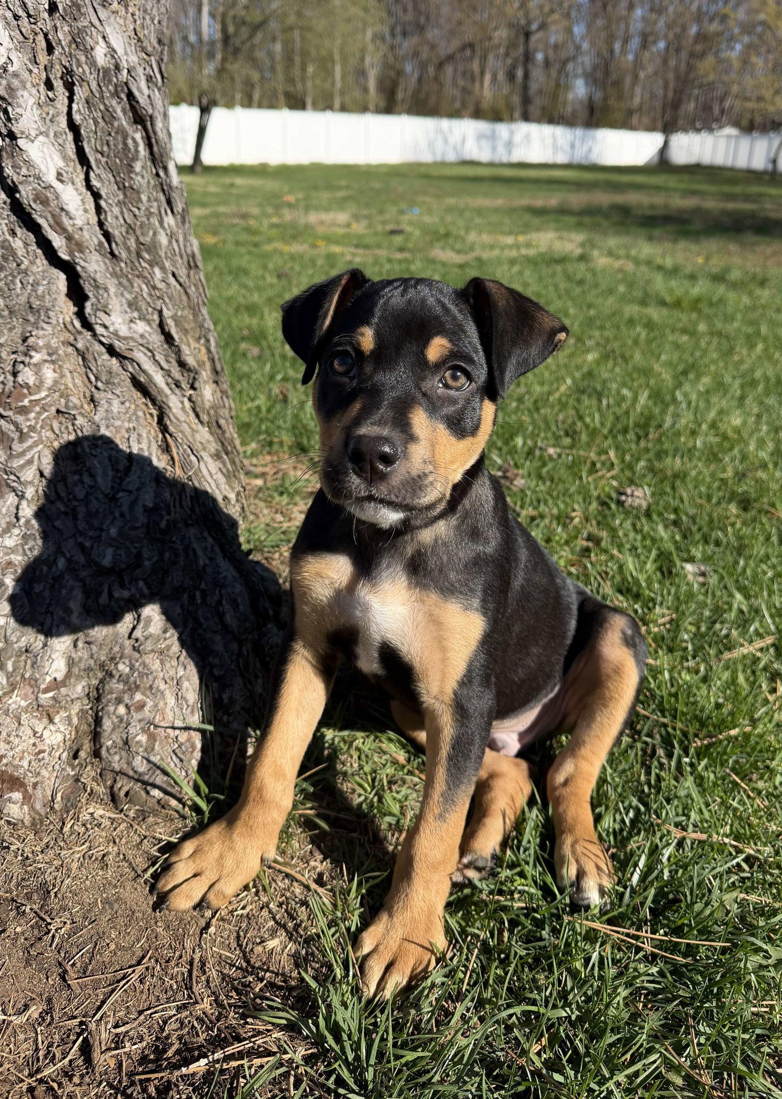 Enlarge Rico, a Adoptable Mixed Breed in Cliffwood, NJ image 1/3