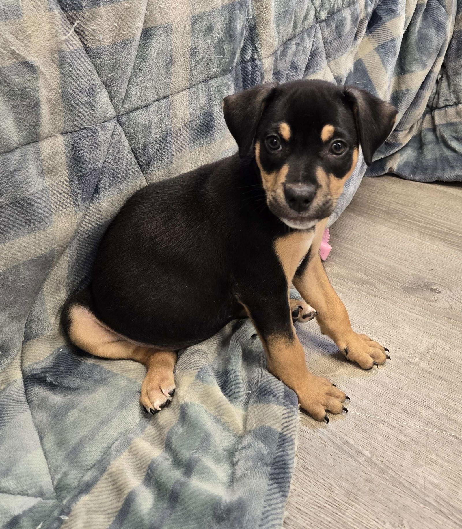 Rico, Adoptable, Puppy Male Mixed Breed.