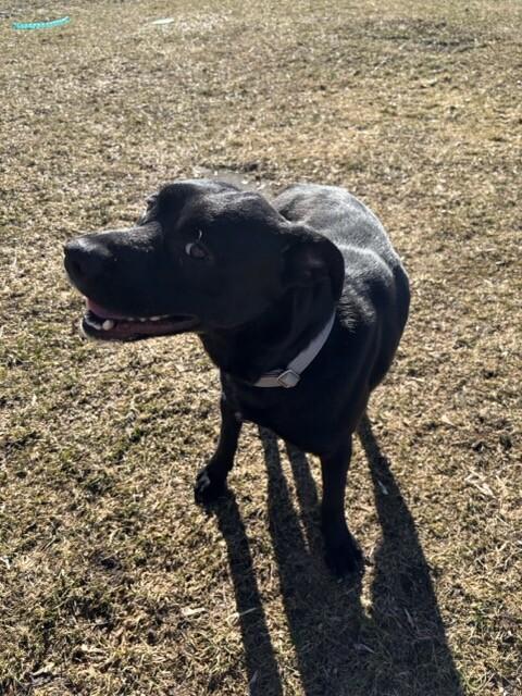 Enlarge Ace, a Adoptable mixed breed in Cortland, NY image 1/6