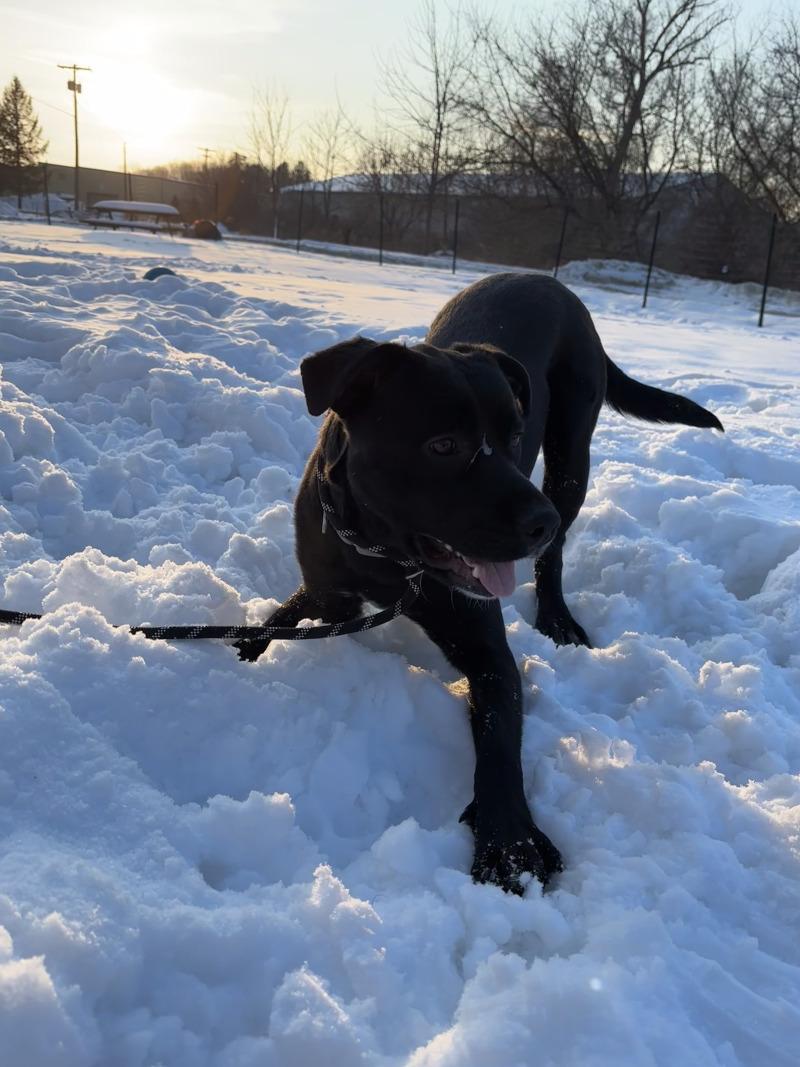 Enlarge Ace, a Adoptable mixed breed in Cortland, NY image 4/6