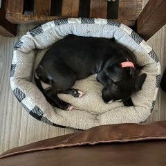Orca, a ADOPTABLE Mixed Breed in Schaumburg, IL image 3/6