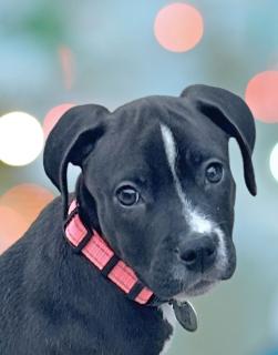 Orca, ADOPTABLE, Puppy Female Mixed Breed.