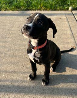 Orca, a ADOPTABLE Mixed Breed in Schaumburg, IL image 4/6