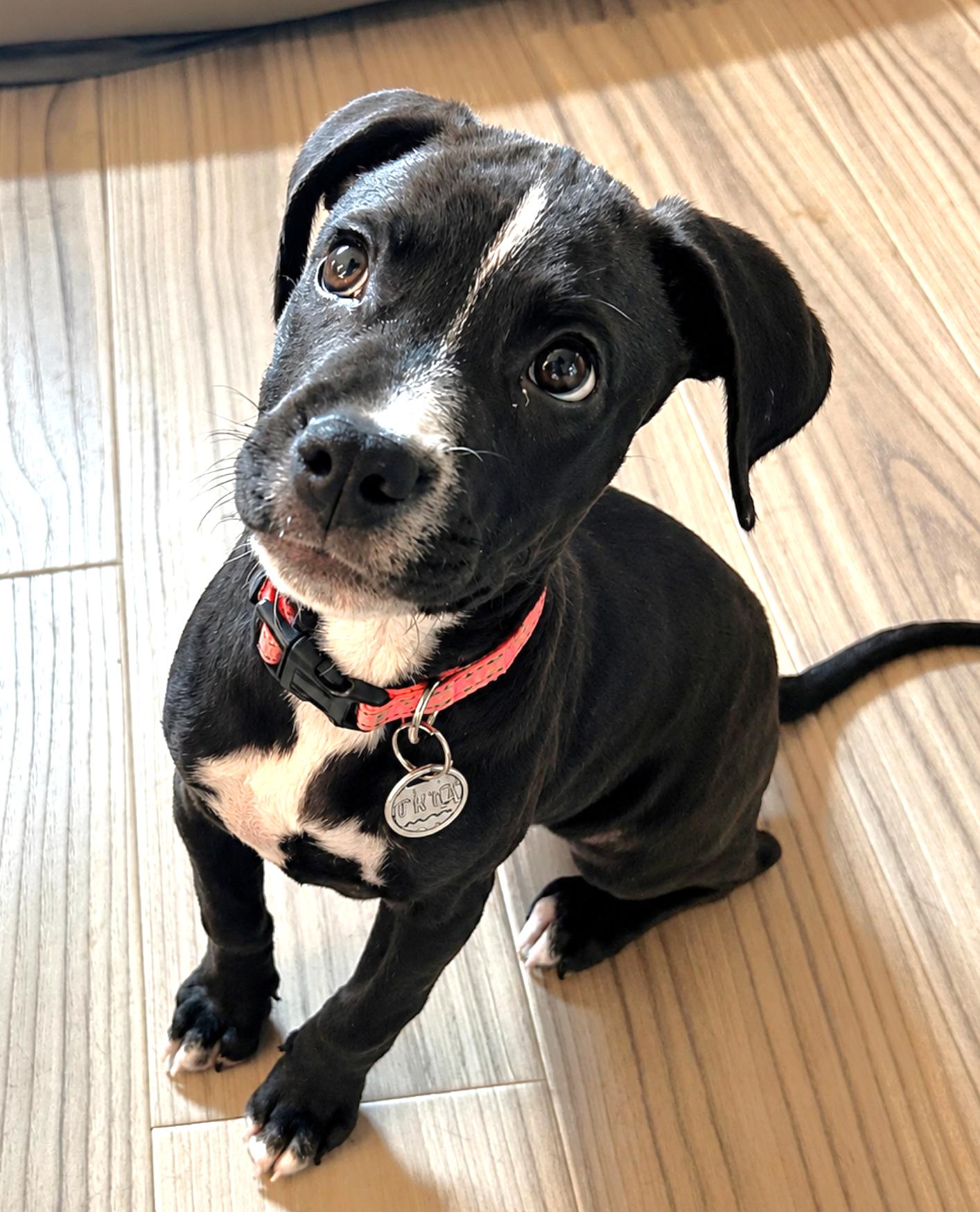 Orca, a ADOPTABLE Mixed Breed in Schaumburg, IL image 6/6