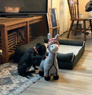 Orca, a ADOPTABLE Mixed Breed in Schaumburg, IL image 2/6
