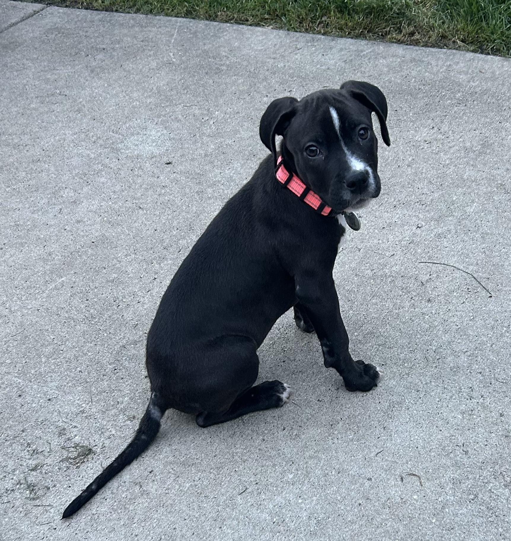 Orca, a ADOPTABLE Mixed Breed in Schaumburg, IL image 5/6