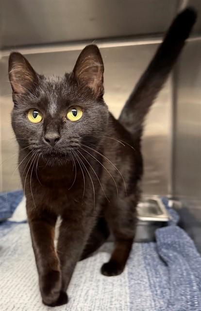 IANTHE, Adoptable, Young Female Domestic Short Hair.