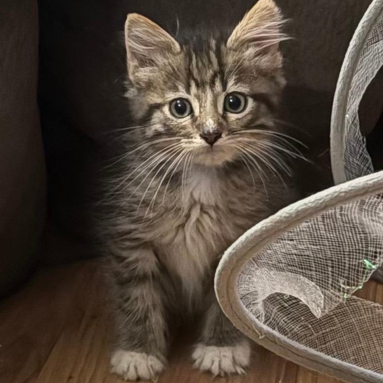 Teacup, Adoptable, Kitten Male Domestic Medium Hair.