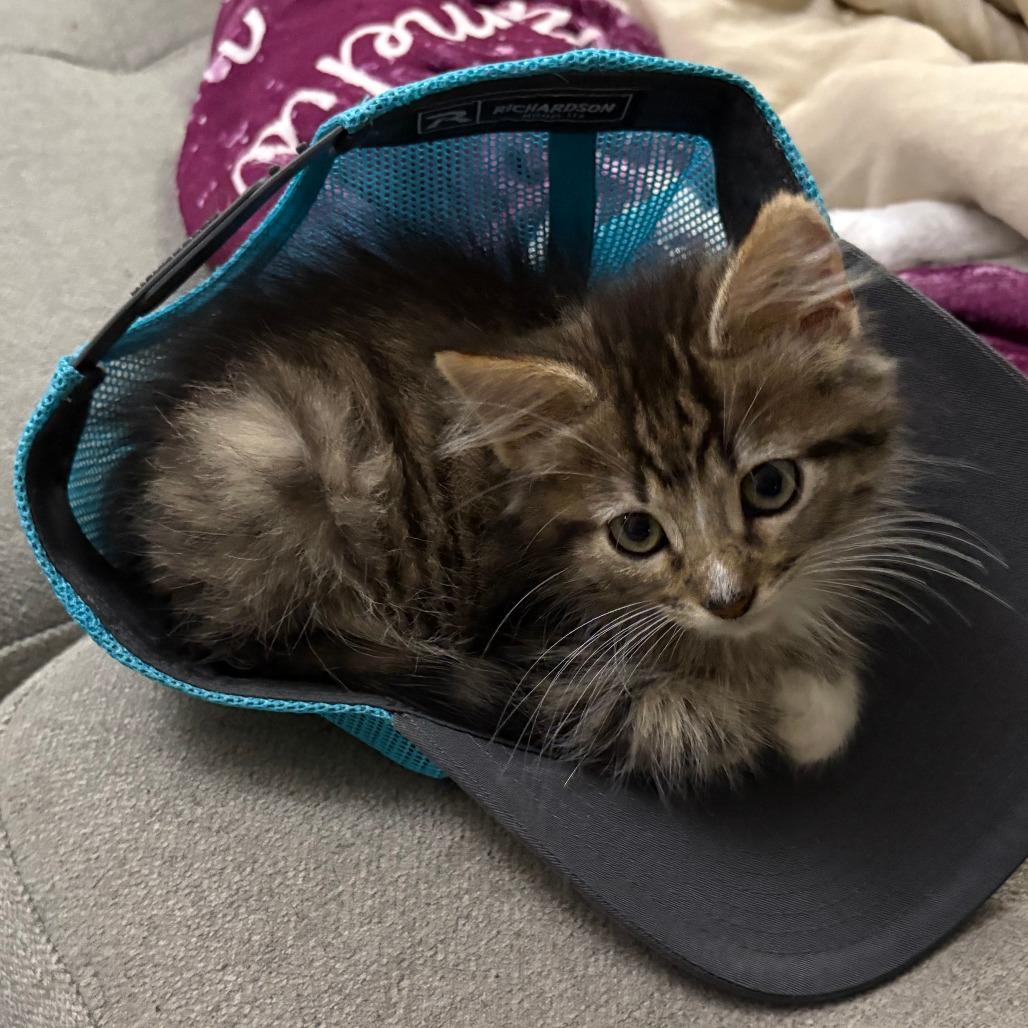 Enlarge Teacup, a Adoptable Domestic Medium Hair in Manhattan, KS image 2/4