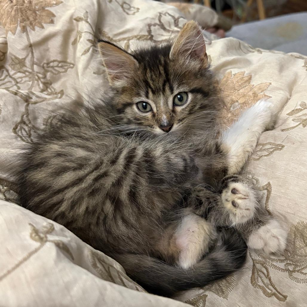Enlarge Teacup, a Adoptable Domestic Medium Hair in Manhattan, KS image 3/4