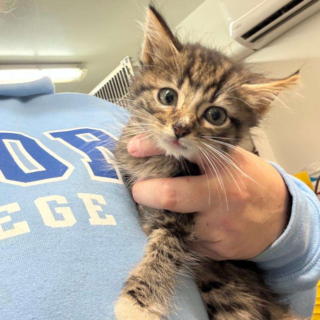 Enlarge Teacup, a Adoptable Domestic Medium Hair in Manhattan, KS image 4/4