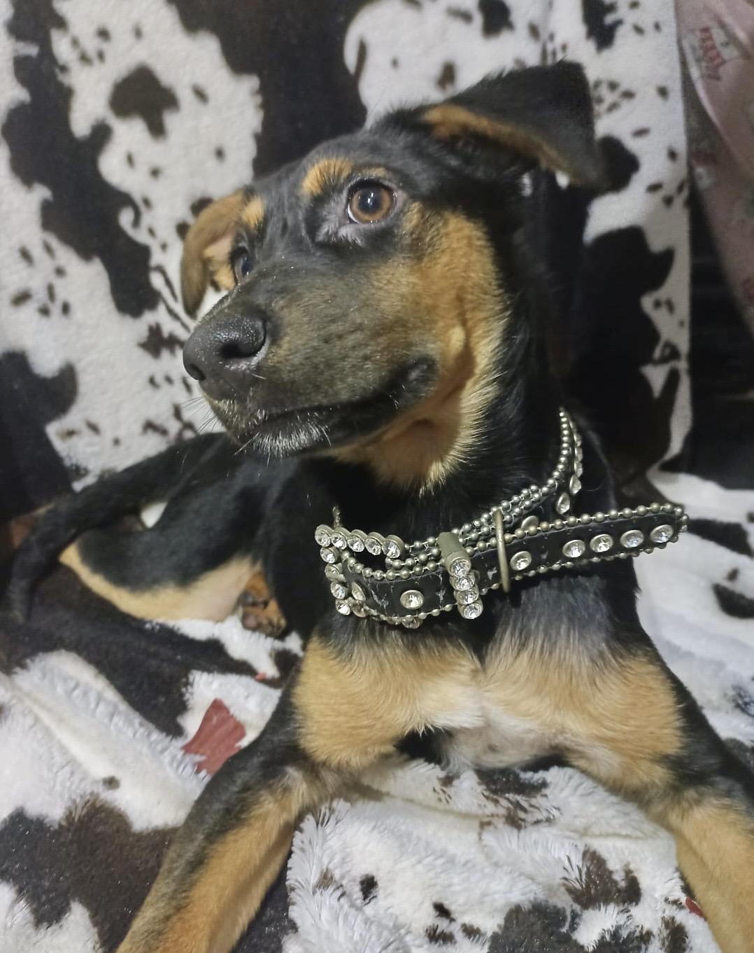 Enlarge Lucy, a ADOPTABLE mixed breed in Oceanside, CA image 1/1